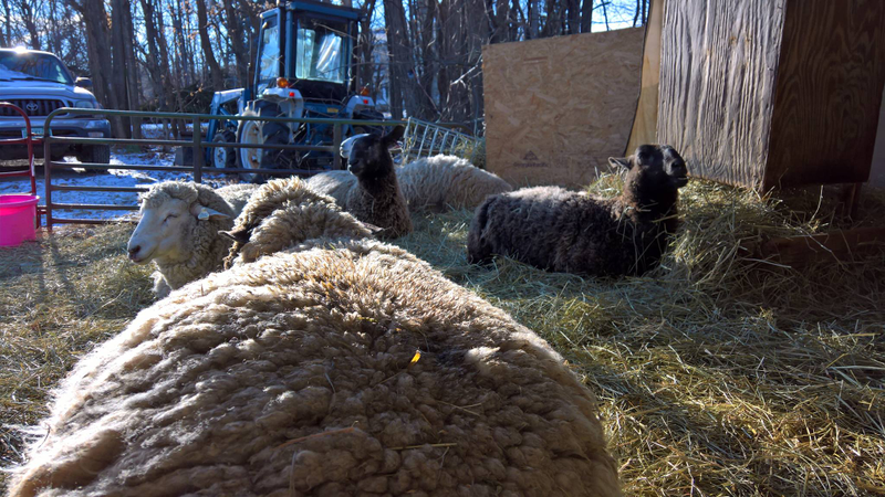 the ladies are quite laid back, but most are not as openly friendly as the rams.